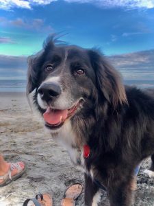 Meet Mumford (our family dog)