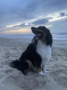 My sweet grand-dog!